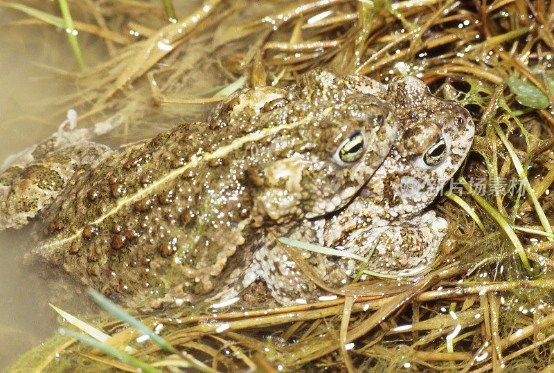 Natterjack (Bufo calamita)交配